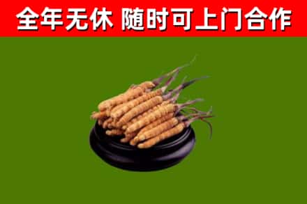 合肥回收散虫草